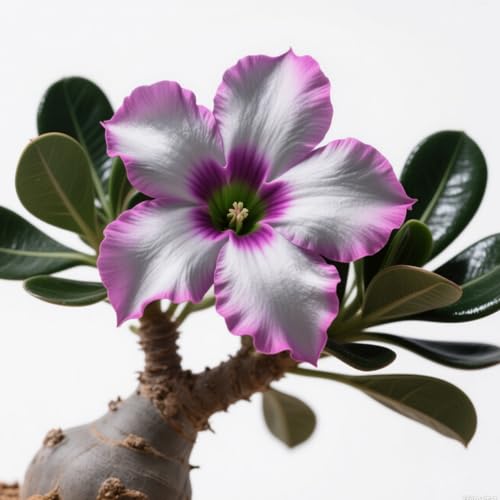 Wüstenrosen Rhizoms-Schattentolerante Premium-Stauden Gartenprojekte-Winterhart Geeignet FüR Eingangsbereiche-3knollen-H Wüstenrosen Rhizoms-Schattentolerante Premium-Stauden Gartenprojekte-Winterhart Geeignet FüR Eingangsbereiche-3knollen-H von GKUHGCA