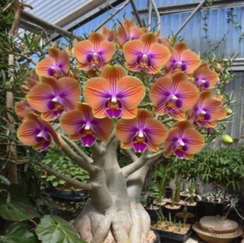 Wüstenrosenzwiebeln XXL-Mischung 10 Stück - Farbenfrohe Exklusiv-Sorten-2 Stängel-D Wüstenrosenzwiebeln XXL-Mischung 10 Stück - Farbenfrohe Exklusiv-Sorten-2 Stängel-D von GKUHGCA