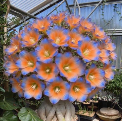 Wüstenrosenzwiebeln XXL-Mischung 10 Stück - Farbenfrohe Exklusiv-Sorten-2 Stängel-J Wüstenrosenzwiebeln XXL-Mischung 10 Stück - Farbenfrohe Exklusiv-Sorten-2 Stängel-J von GKUHGCA