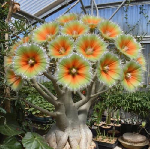 Wüstenrosenzwiebeln XXL-Mischung 10 Stück - Farbenfrohe Exklusiv-Sorten-4 Stängel-C Wüstenrosenzwiebeln XXL-Mischung 10 Stück - Farbenfrohe Exklusiv-Sorten-4 Stängel-C von GKUHGCA