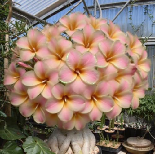 Wüstenrosenzwiebeln XXL-Mischung 10 Stück - Farbenfrohe Exklusiv-Sorten-4 Stängel-H Wüstenrosenzwiebeln XXL-Mischung 10 Stück - Farbenfrohe Exklusiv-Sorten-4 Stängel-H von GKUHGCA