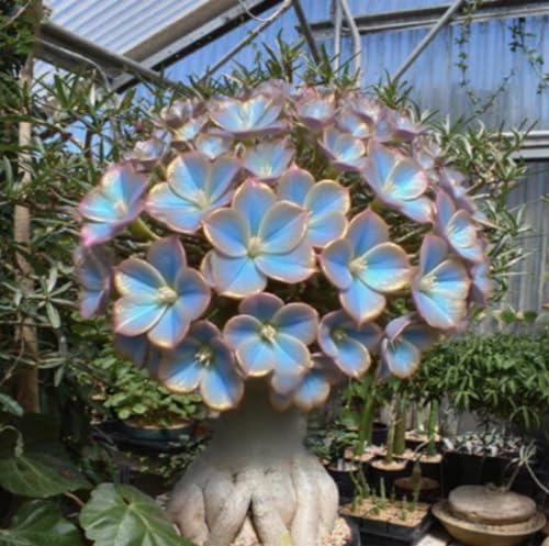 Wüstenrosenzwiebeln XXL-Mischung 10 Stück - Farbenfrohe Exklusiv-Sorten-5 Stängel-B Wüstenrosenzwiebeln XXL-Mischung 10 Stück - Farbenfrohe Exklusiv-Sorten-5 Stängel-B von GKUHGCA