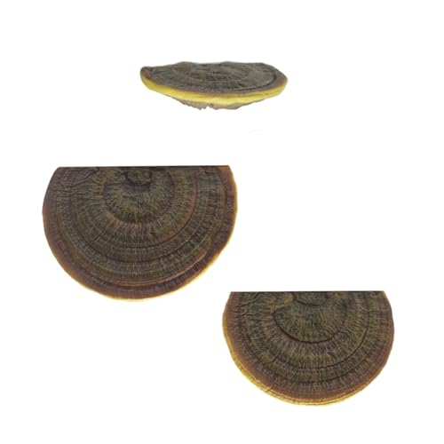GKYQVE Entzückende Pilz Display Rack 3PCS Pilz Wand Schwimmendes Lagerstange Verbessert Alle Raumstuhl Dekoration Dekorative von GKYQVE