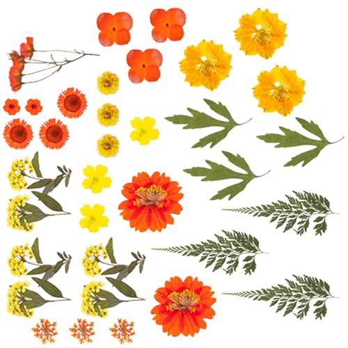 Natürliche Gepresste Getrocknete & Blätter Kits Für Harzformen Schmuckhandwerk Und Scrapbooking Pressed Blumen Handwerk Natürliche Gepresste Getrocknete & Blätter Kits Für Harzformen Schmuckhandwerk Und Scrapbooking Pressed Blumen Handwerk von GKYQVE