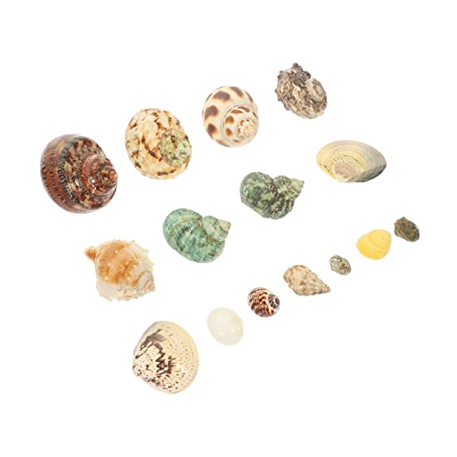 GLEAVI 1 Satz Einsiedlerkrabbenschalendekoration drinnen Zubehör für Muscheln natürlich basteln Links bastelset einmachgläser dekorative Muschel DIY-Material Hülse GLEAVI 1 Satz Einsiedlerkrabbenschalendekoration drinnen Zubehör für Muscheln natürlich basteln Links bastelset einmachgläser dekorative Muschel DIY-Material Hülse von GLEAVI
