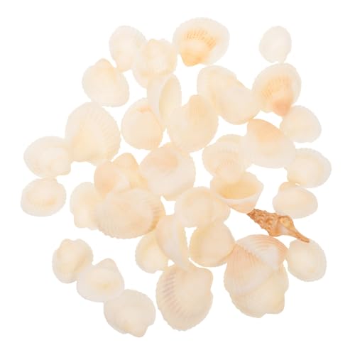 GLEAVI Deko-Muscheln Zum Basteln Kleine Natur-Muscheln Zum Dekorieren DIY-schmuckstücke Und Ornamente Zum Verschönern Von Aquarium Schreibtisch Und Zuhause von GLEAVI