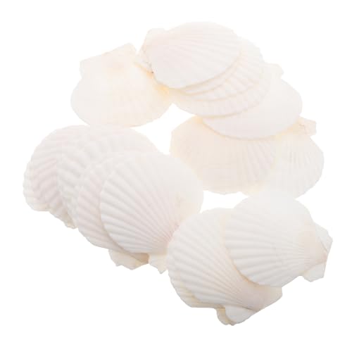 GLEAVI 21 Stück Weiße Jakobsmuscheln Zum Selbermachen Von Fischtank-Dekorationen, Bastelarbeiten, Muscheln, Natürliche Jakobsmuscheln, Mikro-landschaftsbau-schmuck GLEAVI 21 Stück Weiße Jakobsmuscheln Zum Selbermachen Von Fischtank-Dekorationen, Bastelarbeiten, Muscheln, Natürliche Jakobsmuscheln, Mikro-landschaftsbau-schmuck von GLEAVI