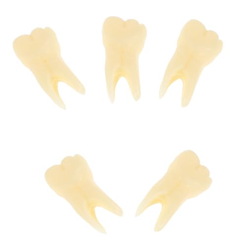 GLEAVI 5 Stück Teiliges Realistisches Zahnmodell Standardisierte Zahngröße Lebensechte Oberfläche für Ausbildung Lehrreiche Simulation Vielseitiges Zahnteile für Erwachsene und Studenten GLEAVI 5 Stück Teiliges Realistisches Zahnmodell Standardisierte Zahngröße Lebensechte Oberfläche für Ausbildung Lehrreiche Simulation Vielseitiges Zahnteile für Erwachsene und Studenten von GLEAVI