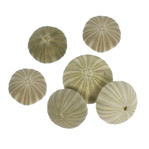GLEAVI 6 Stück Natürliche Seeigelmuscheln Dekorative Muschelschalen für DIY Bastelprojekte Hängender Luftpflanzenhalter Natürliche Meeresdeko für Zuhause und Strandparty GLEAVI 6 Stück Natürliche Seeigelmuscheln Dekorative Muschelschalen für DIY Bastelprojekte Hängender Luftpflanzenhalter Natürliche Meeresdeko für Zuhause und Strandparty von GLEAVI
