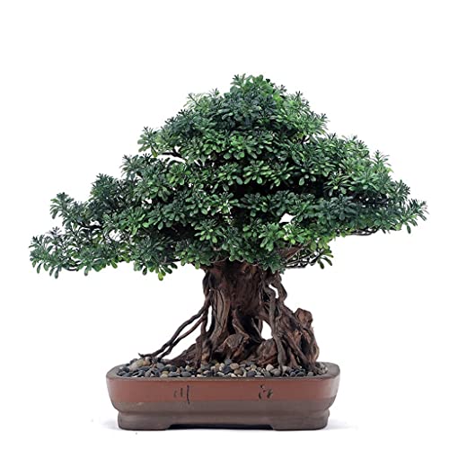 Künstliche Pflanzen Für Den Innenbereich, Künstlicher Bonsai-Baum, Pflanzendekoration, Im Topf, Künstliche Kiefer Für Garten, Wohnzimmer, Büro, Dekoration, Ornamente, Pfl Künstliche Pflanzen Für Den Innenbereich, Künstlicher Bonsai-Baum, Pflanzendekoration, Im Topf, Künstliche Kiefer Für Garten, Wohnzimmer, Büro, Dekoration, Ornamente, Pfl von GLETSF