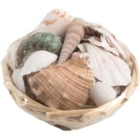 Glorex Muschelmix 10 cm 150 g Deko-Accessoires von GLOREX GMBH