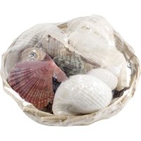 Glorex Muschelmix 14 cm 350 g Deko-Accessoires Glorex Muschelmix 14 cm 350 g Deko-Accessoires von GLOREX GMBH