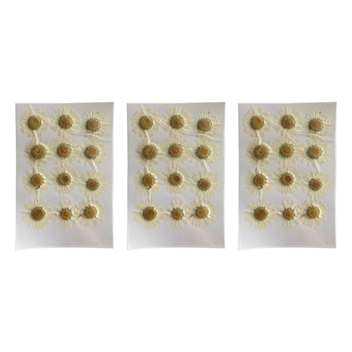 GNURBDILFO Natürliche Trockenblumen, Weißes Gänseblümchen, Gepresste für Schmuck, Nagelaufkleber, Getrocknete Chrysanthemen von GNURBDILFO