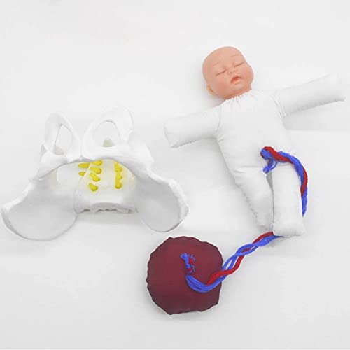 GOOBIX Mini-Geburtspuppen-Modell-Set Mit Fötus-Nabelschnur-Plazenta-mit Weiblichem Becken Und Baby-Hebammen-Trainingsmodell Für Studienanzeige, Medizinisches Modell von GOOBIX