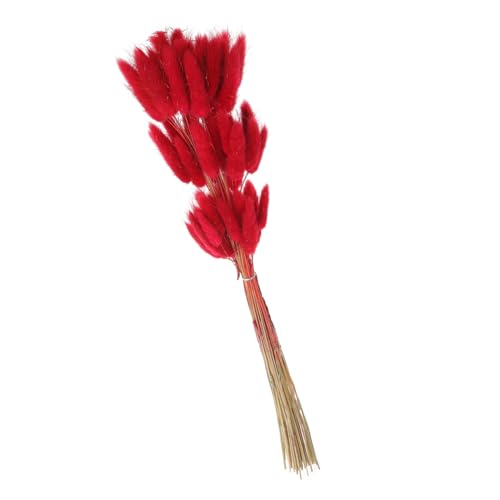GOOHOCHY 60 Stück Deko mit Stielen Getrockneter Hasenschwänze Naturgetreue Trockenblumen für Hochzeiten Blumenarrangements und Wohnraumdekoration Deko für Zuhause und Büro GOOHOCHY 60 Stück Deko mit Stielen Getrockneter Hasenschwänze Naturgetreue Trockenblumen für Hochzeiten Blumenarrangements und Wohnraumdekoration Deko für Zuhause und Büro von GOOHOCHY