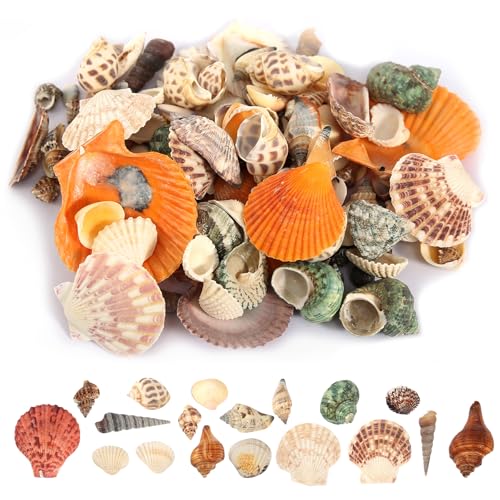 GOSHIES Muscheln Gemischt 500g Muscheln Deko Natürliche Muscheln de Verschiedene Größen, Perfekt für Party Hochzeit Dekor, DIY Kunsthandwerk von GOSHIES