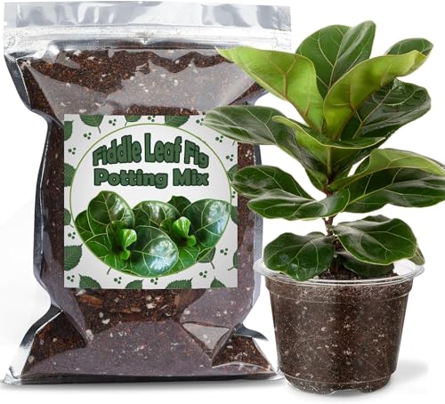 Bio-Feigenblattfeige-Blumenerde-Mischung 2L, Zimmerpflanzen-Blumenerde für alle getopften Ficus lyrata-Pflanzen, Gesunde Zimmerpflanzen drinnen züchten von GOTVUGE