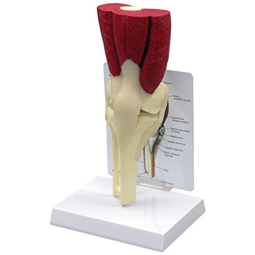 GPI Anatomicals 1060 Knie Modell mit Muskeln von 3B Scientific