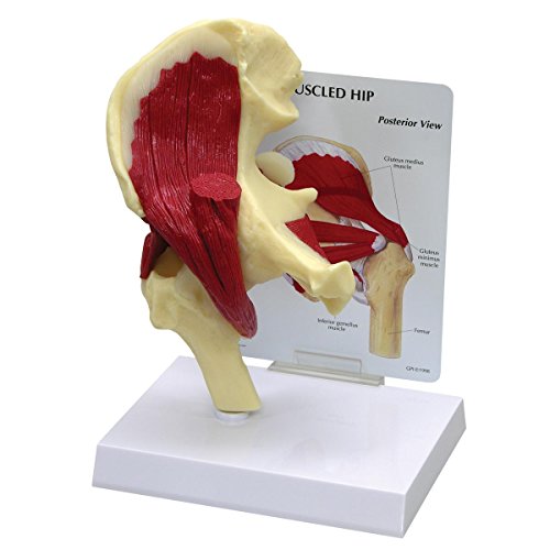 GPI Anatomicals 1310 Hüfte mit Muskeln Modell von 3B Scientific