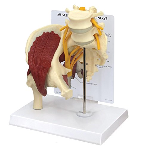 GPI Anatomicals 1311 Hüfte mit Muskeln und Ischiasnerv von 3B Scientific