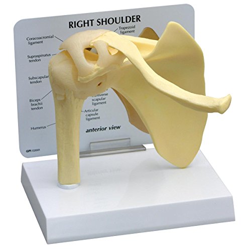 GPI Anatomicals 1790 Schulter Modell von 3B Scientific
