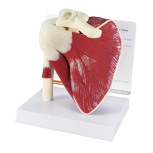 GPI Anatomicals 1810 Schulter Modell mit Muskeln GPI Anatomicals 1810 Schulter Modell mit Muskeln von GPI Anatomicals