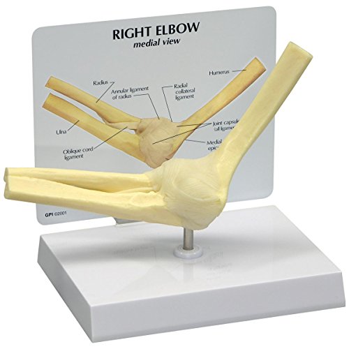 GPI Anatomicals 1830 Ellenbogen Modell von 3B Scientific