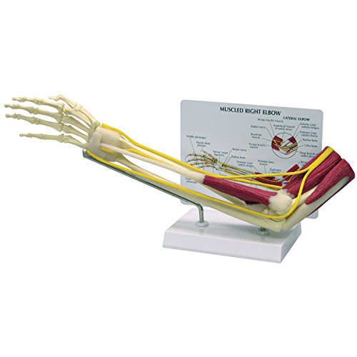 GPI Anatomicals 1850 Ellenbogen Modell mit Muskeln von 3B Scientific
