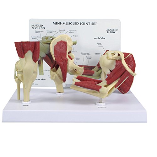 GPI Anatomicals 1900 Gelenk Modell mit Muskeln mini Set von 3B Scientific