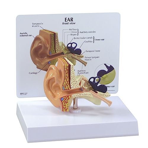 GPI Anatomicals 2250 Ohr Modell, 1019526 von 3B Scientific