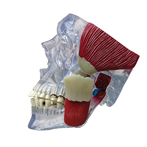 GPI Anatomicals 2880 Kiefergelenk Modell mit Muskeln von 3B Scientific