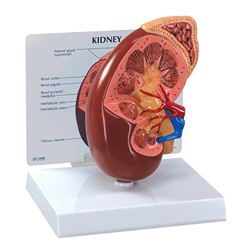 GPI Anatomicals 3250 Nierenmodell von 3B Scientific