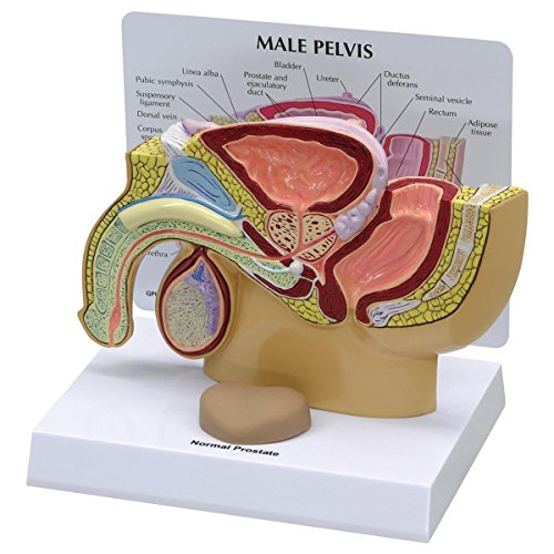 GPI Anatomicals 3550 Becken männlich Modell mit Prostata von 3B Scientific