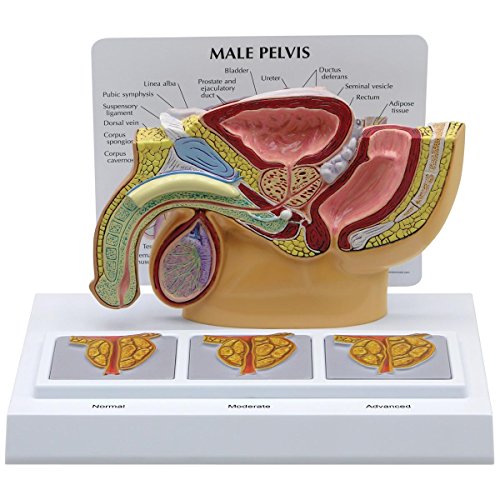 GPI Anatomicals 3551 Becken männlich Modell mit Prostata, 3D von 3B Scientific