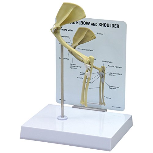 GPI Anatomicals - Ellbogenmodell einer Katze von 3B Scientific