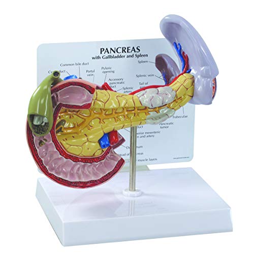 GPI Anatomicals W33367 Bauchspeicheldrüse Modell von 3B Scientific