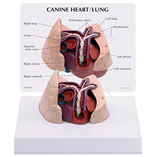 GPI Anatomicals W33376 Hund Herz und Lungenmodell GPI Anatomicals W33376 Hund Herz und Lungenmodell von 3B Scientific