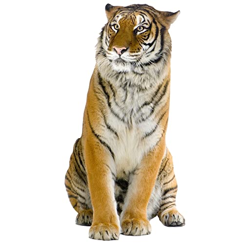 GRAZDesign Wandtattoo Tiger sitzend | Wandaufkleber Afrika | Wandsticker Deko Aufkleber 3d - 112x57cm von GRAZDesign