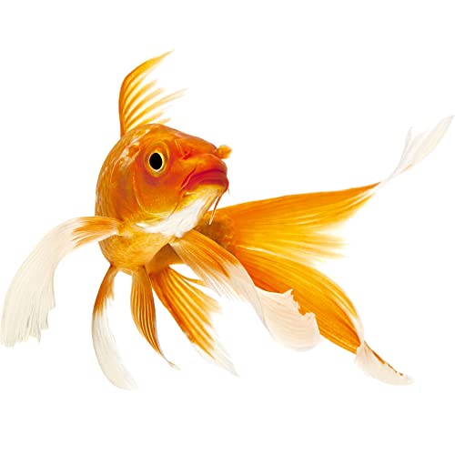 GRAZDesign Wandtattoo Goldfisch | Wandsticker Toilettentattoos Fisch, Wasserfeste Fliesen Aufkleber Fisch, Bad Badezimmer WC Kinderzimmer - 40x30cm von GRAZDesign