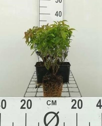 12 x Cornus ser. Kelseys Dwarf Kelseyi - Zwerg-Hartriegel Kelseys Dwarf - Topf 9 cm x 9 cm von GRDplanten