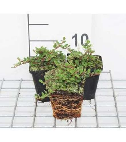 12 x Cotoneaster proc. Queen of Carpets - Kriechende Kranzmispel Queen Of Carpets - Topf 9 cm x 9 cm von GRDplanten
