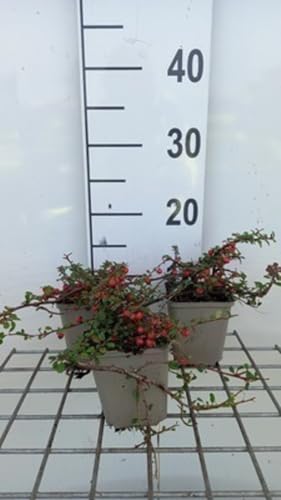 12 x Cotoneaster proc. Streibs Findling - Teppichmispel - Topf 9 cm x 9 cm von GRDplanten