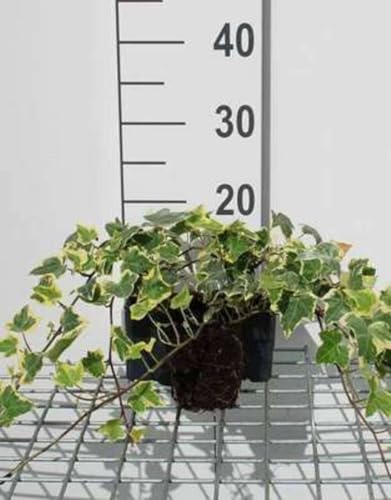 12 x Hedera helix Goldchild - Buntblättriger Efeu - Topf 9 cm x 9 cm von GRDplanten