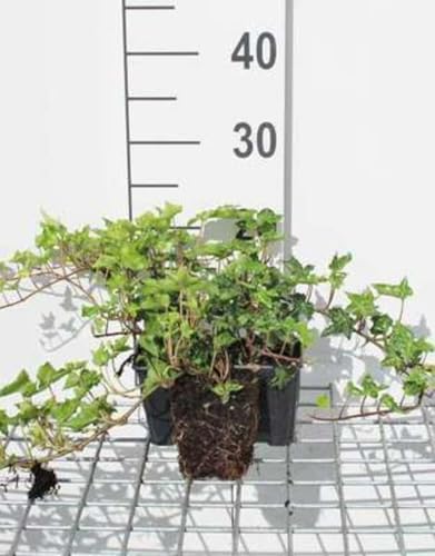 12 x Hedera helix Ivalace - Efeu Ivalace - Topf 9 cm x 9 cm von GRDplanten