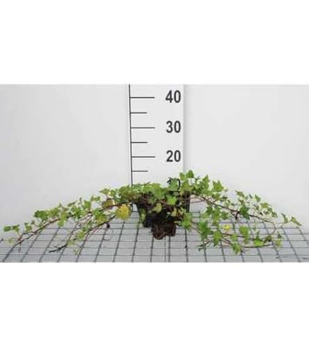 12 x Hedera helix Shamrock - Efeu Shamrock - Topf 9 cm x 9 cm von GRDplanten