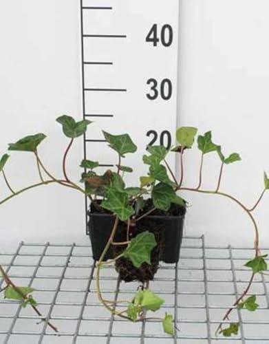 12 x Hedera hibernica - Irischer Efeu - Topf 9 cm x 9 cm von GRDplanten