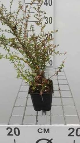12 x Lonicera nit. Ernest Wilson - Immergrünes Heckenkleinblättriges Geißblatt - Topf 9 cm x 9 cm von GRDplanten