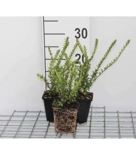 12 x Lonicera nit. Hohenheim. Findling - Immergrünes Heckengeißblatt Hohenheim Findling - Topf 9 cm x 9 cm von GRDplanten