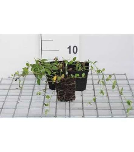 12 x Vinca minor Gertrude Jekyll - Kleines Immergrün Gertrude Jekyll - Topf 9 cm x 9 cm von GRDplanten