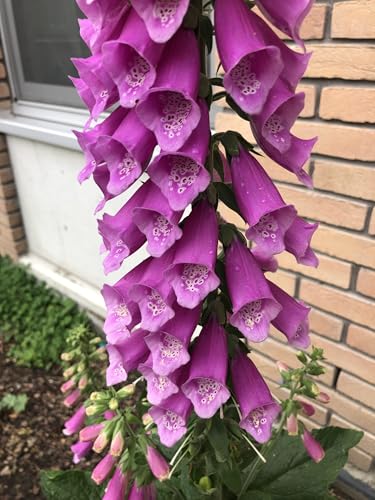 6 x Digitalis purpurea - Fingerhut - Topf 9x9 cm 6 x Digitalis purpurea - Fingerhut - Topf 9x9 cm von GRDplanten
